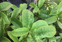 如何处理桂花烂叶子？（有效的方法和注意事项）