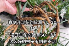 探秘以一品国兰的养殖技巧（打造绚丽多姿的兰花花海）