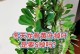 冬天扶桑黄叶的处理之道（让落叶变庭院亮点的小窍门）