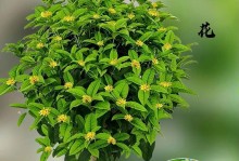 如何养护一棵茂盛的桂花树（桂花树的养护技巧与注意事项）