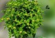 如何养护一棵茂盛的桂花树（桂花树的养护技巧与注意事项）