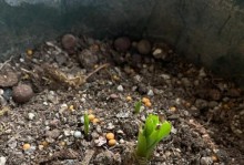 兰花根球的发芽过程及方法（探索兰花根球发芽的关键因素与技巧）