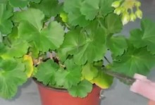 天竺癸的叶为何变红？（探索天竺癸叶变红的原因及其生物学意义）