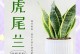 虎尾兰如何培养出美丽的色彩（培养虎尾兰美丽色彩的关键诀窍）