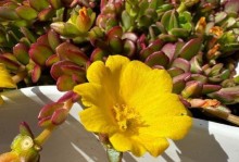 家庭种植非洲菊（一年四季都能欣赏，轻松打造花园新亮点）