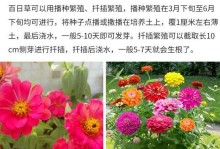 花籽的种植与护理（以花籽播种出芽后的养护方法）