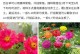 花籽的种植与护理（以花籽播种出芽后的养护方法）