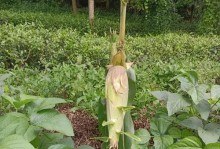 板栗生芽能吃吗？——解析板栗生芽的营养与食用方法