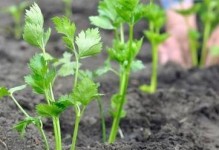 从种植、销售到营养价值，芹菜的综合利用价值高（从种植、销售到营养价值，芹菜的综合利用价值高）
