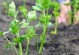 从种植、销售到营养价值，芹菜的综合利用价值高（从种植、销售到营养价值，芹菜的综合利用价值高）