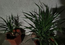 打造室内绿色空间，盆栽植物让生活更美好（从选购到养护，全面掌握室内大型盆栽植物的技巧）