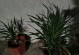 打造室内绿色空间，盆栽植物让生活更美好（从选购到养护，全面掌握室内大型盆栽植物的技巧）