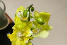 蝴蝶兰夏季如何浇水（夏天如何给蝴蝶兰浇水，养护更便捷）