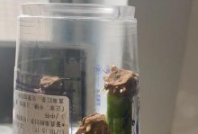 虎皮兰根部腐烂，如何救治？（教你科学抢救虎皮兰，保护健康的绿植）