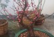 红梅花的养护技巧（打造最美红梅花园的关键步骤）