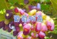 盆栽葡萄的快速生长指南（以盆栽方式培育葡萄，让它们茁壮成长）