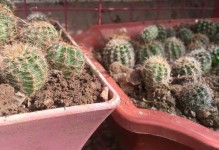 仙人球刚的种植技巧（轻松培育美丽的仙人球刚）