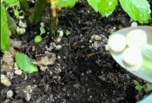 室内养花的生虫预防方法（如何有效防止室内养花产生害虫）