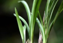 如何处理以刚换盆的兰花叶面脱水问题？（有效措施帮助兰花恢复水分平衡）