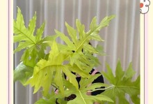 春羽气生根技巧及注意事项（轻松掌握春羽气生根的方法，让植物茁壮成长）