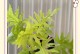 春羽气生根技巧及注意事项（轻松掌握春羽气生根的方法，让植物茁壮成长）