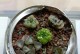 草玉露的闷养方法与技巧（培养草玉露的丰盛生长与健康之道）