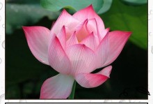 解决大丽花焉了问题的有效方法（养护技巧、病虫害防治和常见问题解答）