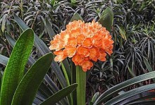 君子兰（以君子兰花为主题，探索其高雅、坚韧和纯洁之美）