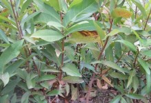 莲雾树叶发黄的原因及处理方法（莲雾树叶发黄怎么办？教你恢复莲雾的健康）