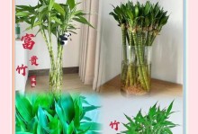 绿竹养护全攻略（打造繁茂青翠，绿竹的关键“诀窍”）