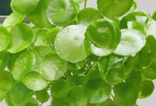 铜钱草养护指南（打造绿意盎然的家居装饰，让铜钱草焕发生机）
