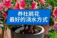 野生杜鹃花的养护技巧（探索自然美景，学习野生杜鹃花的正确养护方法）