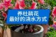 野生杜鹃花的养护技巧（探索自然美景，学习野生杜鹃花的正确养护方法）