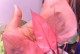 粉公主花养护全攻略（揭秘粉公主花的毒性及养护技巧）