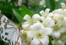 冬天养护白兰花的注意事项（白兰花怕冷吗？冬天怕不怕冻？）