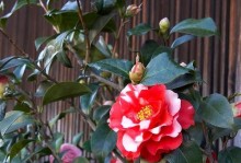 茶花喜欢阳光吗？（探究茶花的光照需求及其对生长发育的影响）