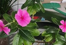 四季梅冬天也能开花，不可错过的美丽景观（探究四季梅在冬天开花的奥秘）