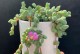 碧玉开花后的养护与处理方法（细节决定养护效果，让碧玉焕发新生命）