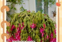 剪下的蟹爪兰如何种植？（掌握关键步骤，轻松繁衍蟹爪兰）