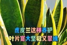 如何培养长叶子的虎皮兰（掌握关键技巧，打造繁茂的虎皮兰家园）