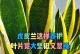 如何培养长叶子的虎皮兰（掌握关键技巧，打造繁茂的虎皮兰家园）