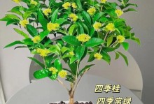 四季桂花长新叶子的方法（掌握正确的养护技巧，让四季桂花焕发新生）