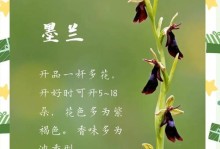 墨兰几天浇一次水最好？（如何科学浇水让墨兰更健康）