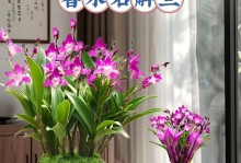 兰草的浇水时间与方法（春夏秋冬各有不同，）