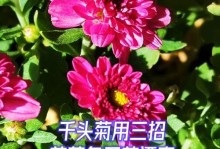 千头菊的四季盛开之谜（揭秘千头菊的生长特点及开花规律）