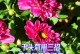千头菊的四季盛开之谜（揭秘千头菊的生长特点及开花规律）