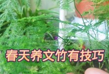 以文竹怎么养？-绿色生活中的养护指南（打造宜居环境，提升生活品质）