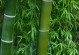 葫芦的生长特点及分类（探秘葫芦的形态特征、生态环境与药用功效）