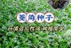 如何种植菱角种子（手把手教你成功种植菱角，收获丰硕的果实！）