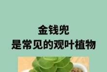 金钱兜叶子有虫子怎么办？（保护你的金钱兜免受虫害侵袭）